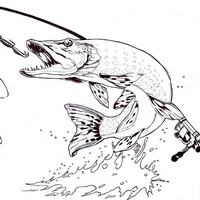 Brochet - Projet FISH'FENDIC